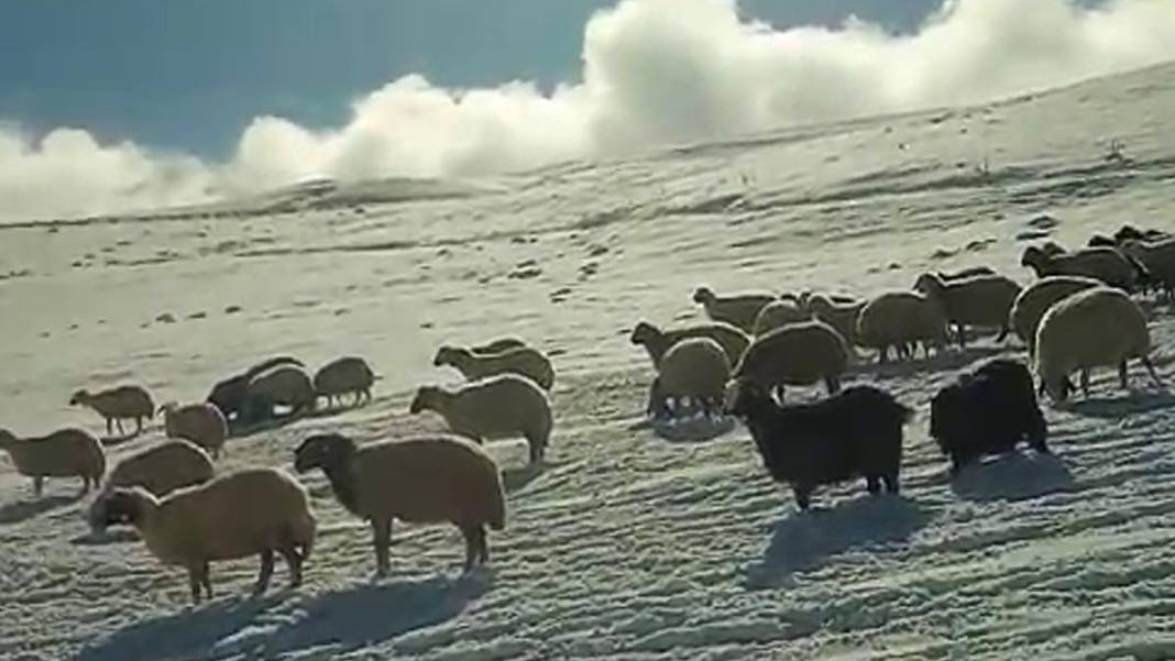 Doğu Anadolu beyaz örtüyle kaplandı: Manzarası Nuri Bilge Ceylan filmlerini aratmadı 4